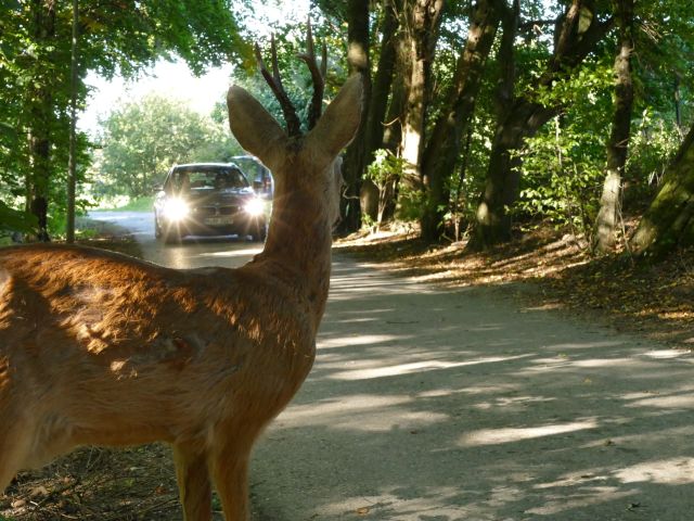 Ratgeber: Die Frontscheibe versagt selbst beim zierlichsten Bock  - Bild 1