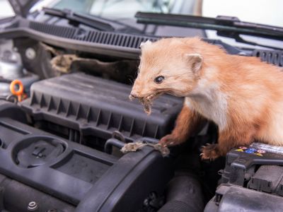 Marderbisse werden immer teurer