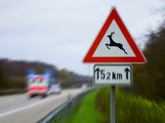 Alle zwei Minuten kollidiert ein Auto mit einem Tier - Bild 1