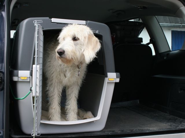 Ratgeber: Tiere im Auto - Bild 1