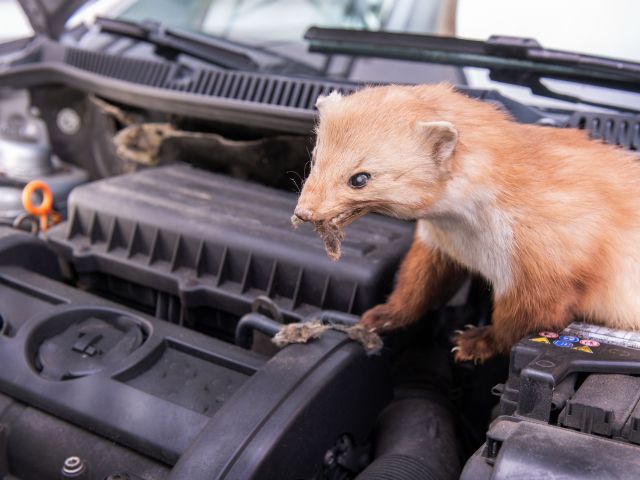 Marder richten im Motorraum Millionenschäden an - Bild 1