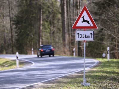 800 Wildunfälle pro Tag