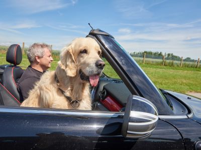 Ratgeber: Wie kommen Hund und Surfbrett sicher an den Urlaubsort?