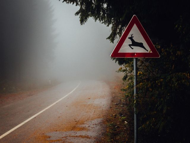 Wildunfälle: Vorsicht bei Dämmerung auf der Landstraße - Bild 1