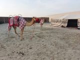 Katar feiert das Auto – mit Genfer Unterstützung - Bild 3