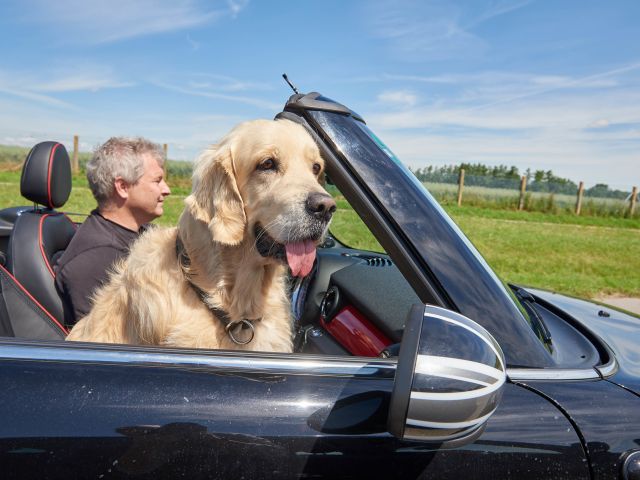 Ratgeber: Wie kommen Hund und Surfbrett sicher an den Urlaubsort? - Bild 1