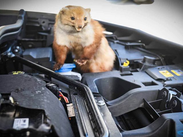 Marders Lieblingsspeise: Kabel und Schläuche - Bild 1