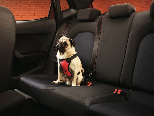 Ratgeber: Von der Dachbox bis Hundegeschirr - Bild 1