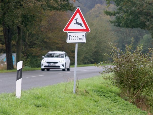 Ratgeber: Wenn plötzlich Wild auftaucht - Bild 1